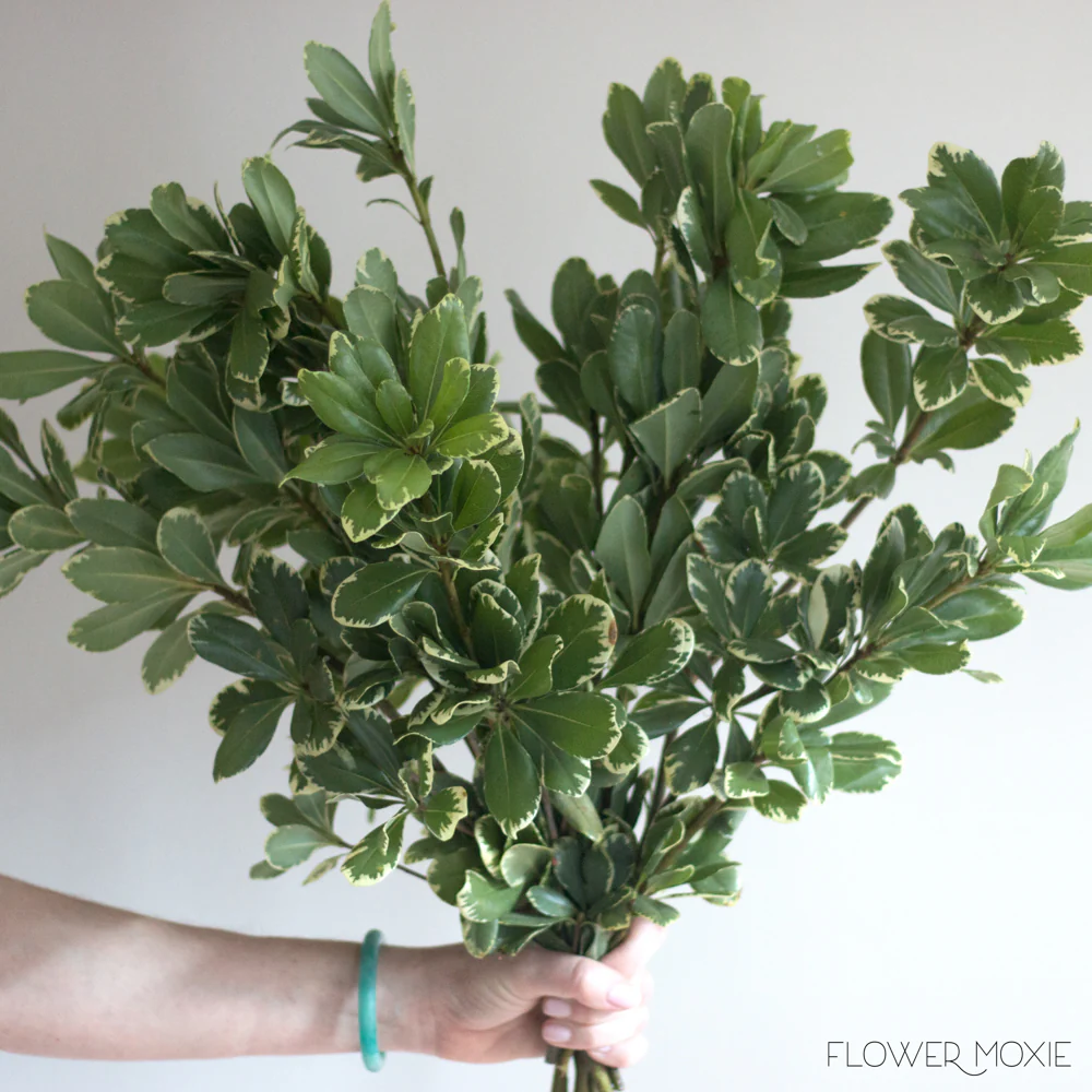 Variegated Pittosporum Greenery - Image 3