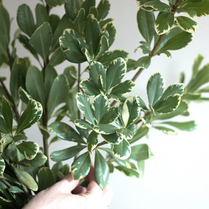 Variegated Pittosporum Greenery - Image 4