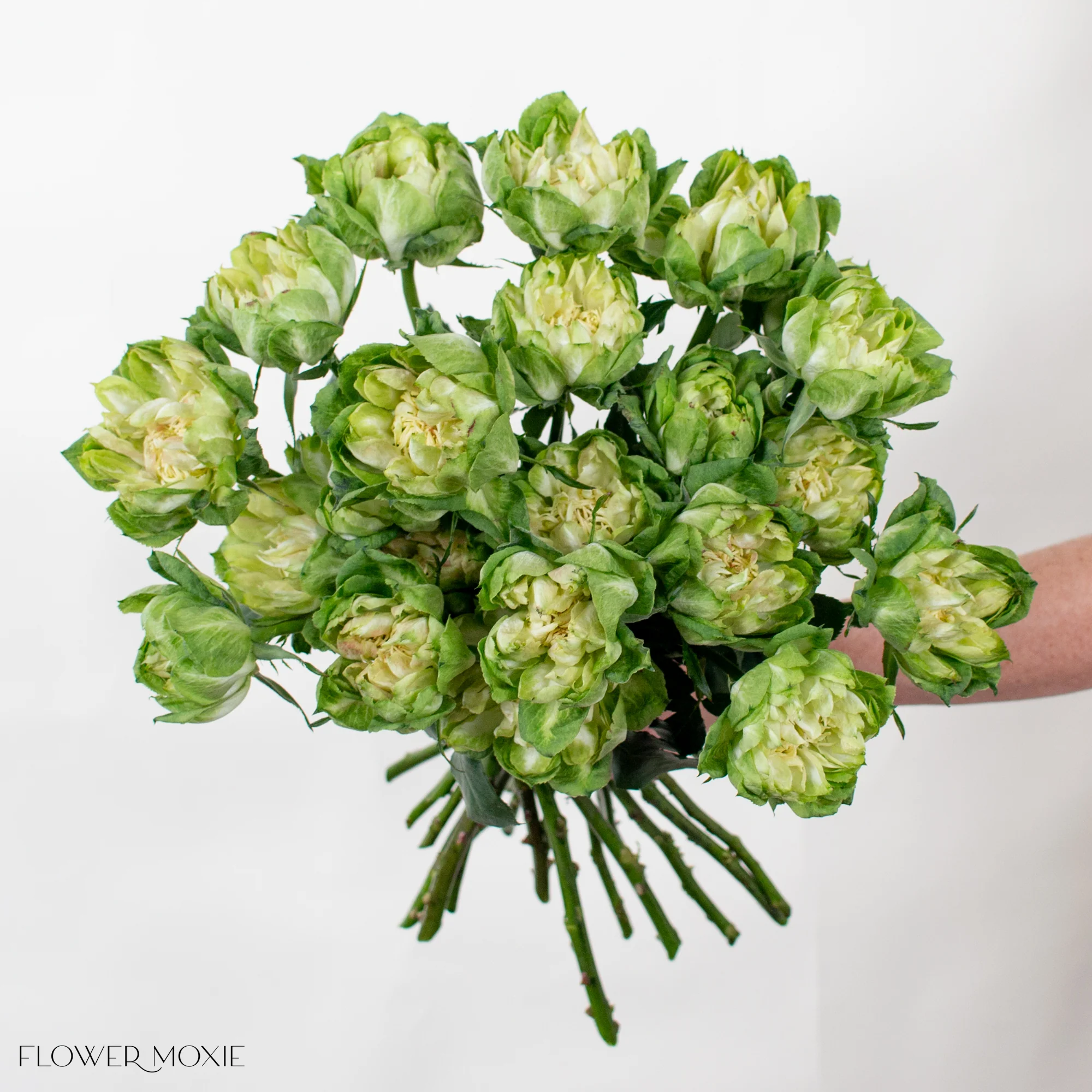 Green Veggie Garden Rose - Image 2