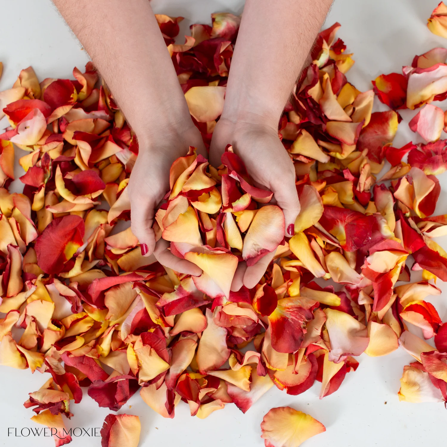 Warm Ochre Rose Petals