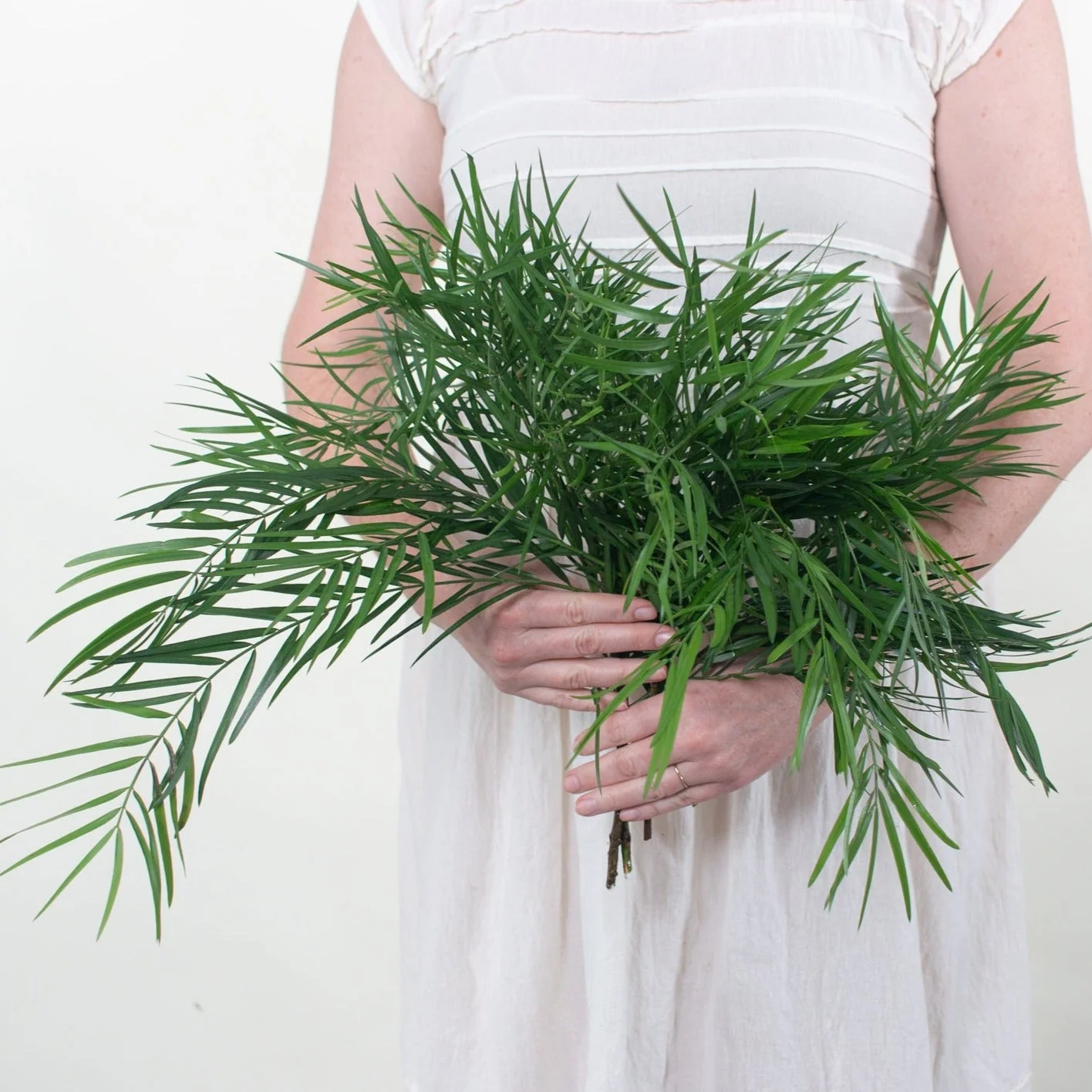 Weeping Podocarpus Greenery