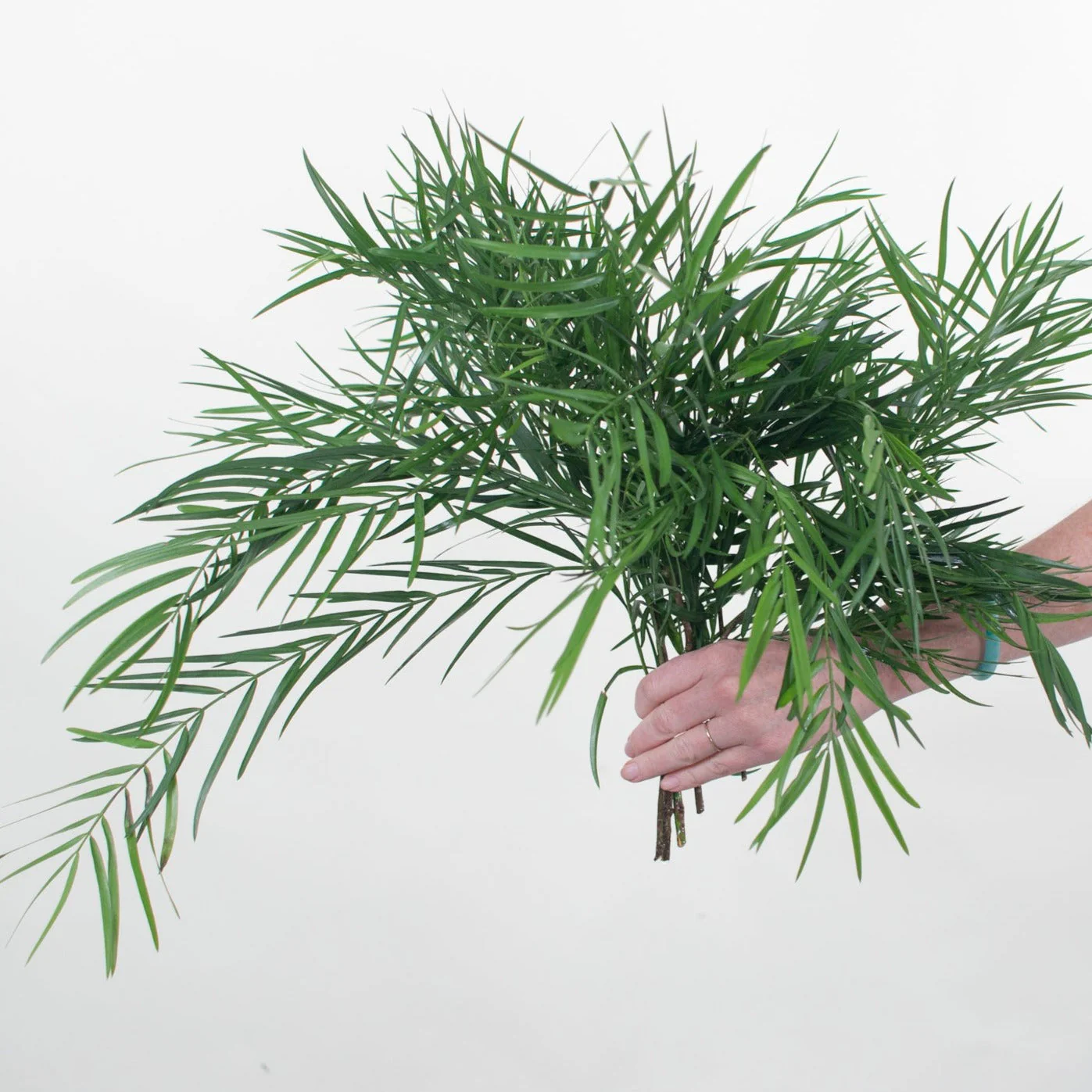 Weeping Podocarpus Greenery - Image 2