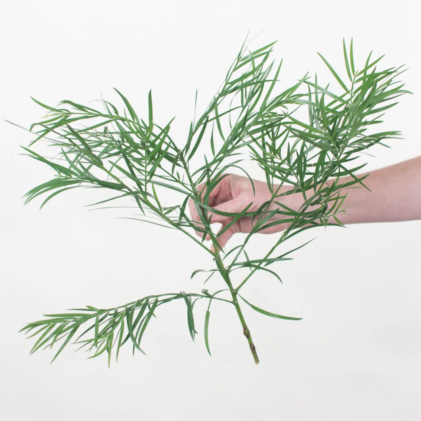 Weeping Podocarpus Greenery - Image 3