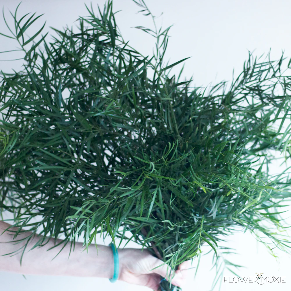 Weeping Podocarpus Greenery - Image 4
