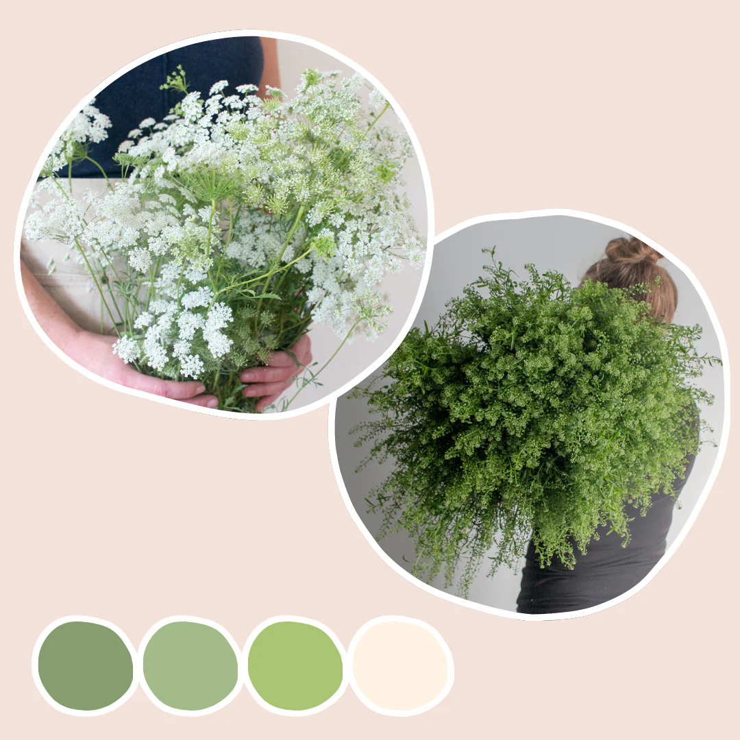 Pennycress and Queen Anne's Lace Mixed Box