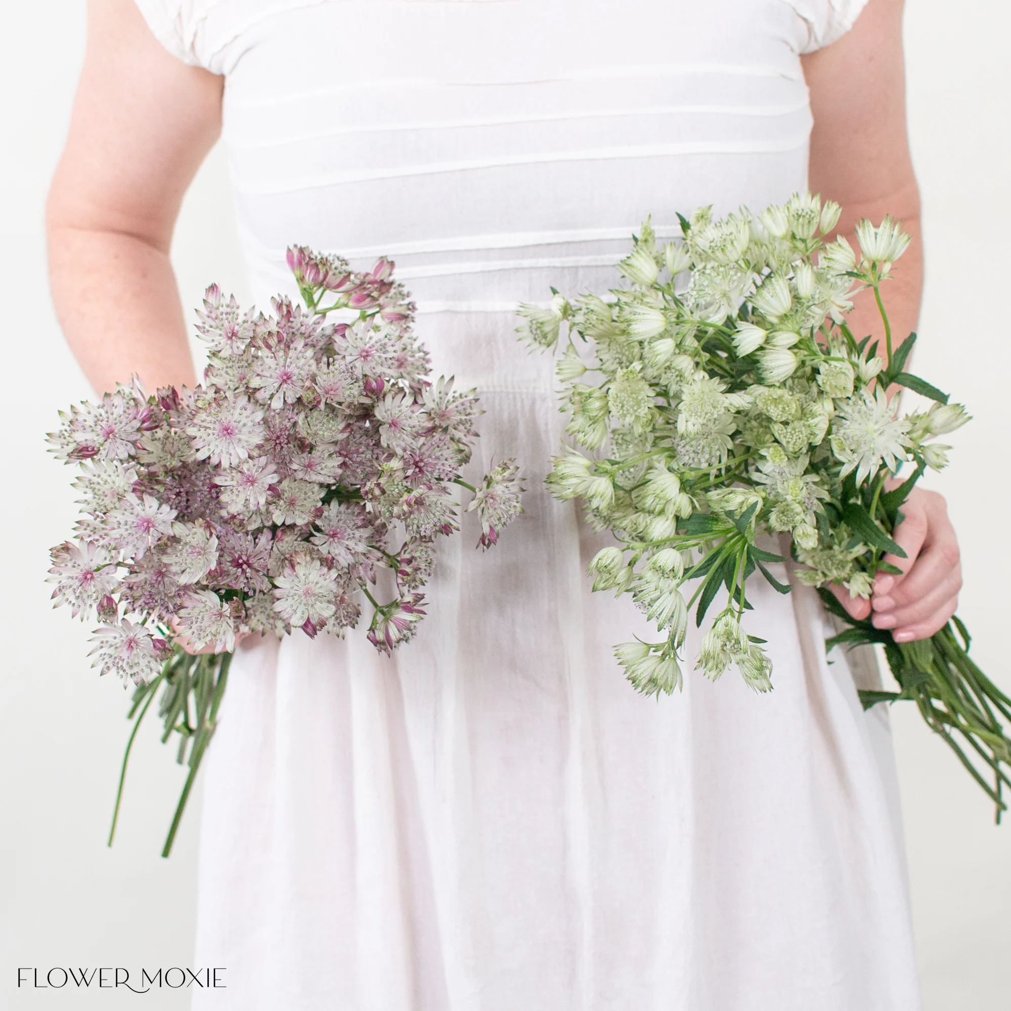 White and Light Pink Astrantia Mixed Box - Image 3