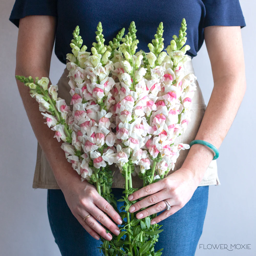 White and Pink Snapdragon Flower