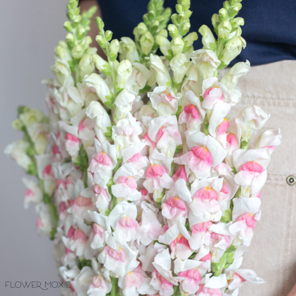 White and Pink Snapdragon Flower - Image 2
