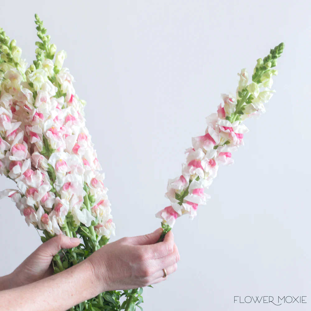 White and Pink Snapdragon Flower - Image 3