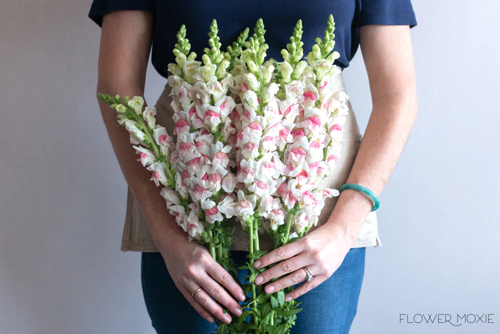 White and Pink Snapdragon Flower - Image 4