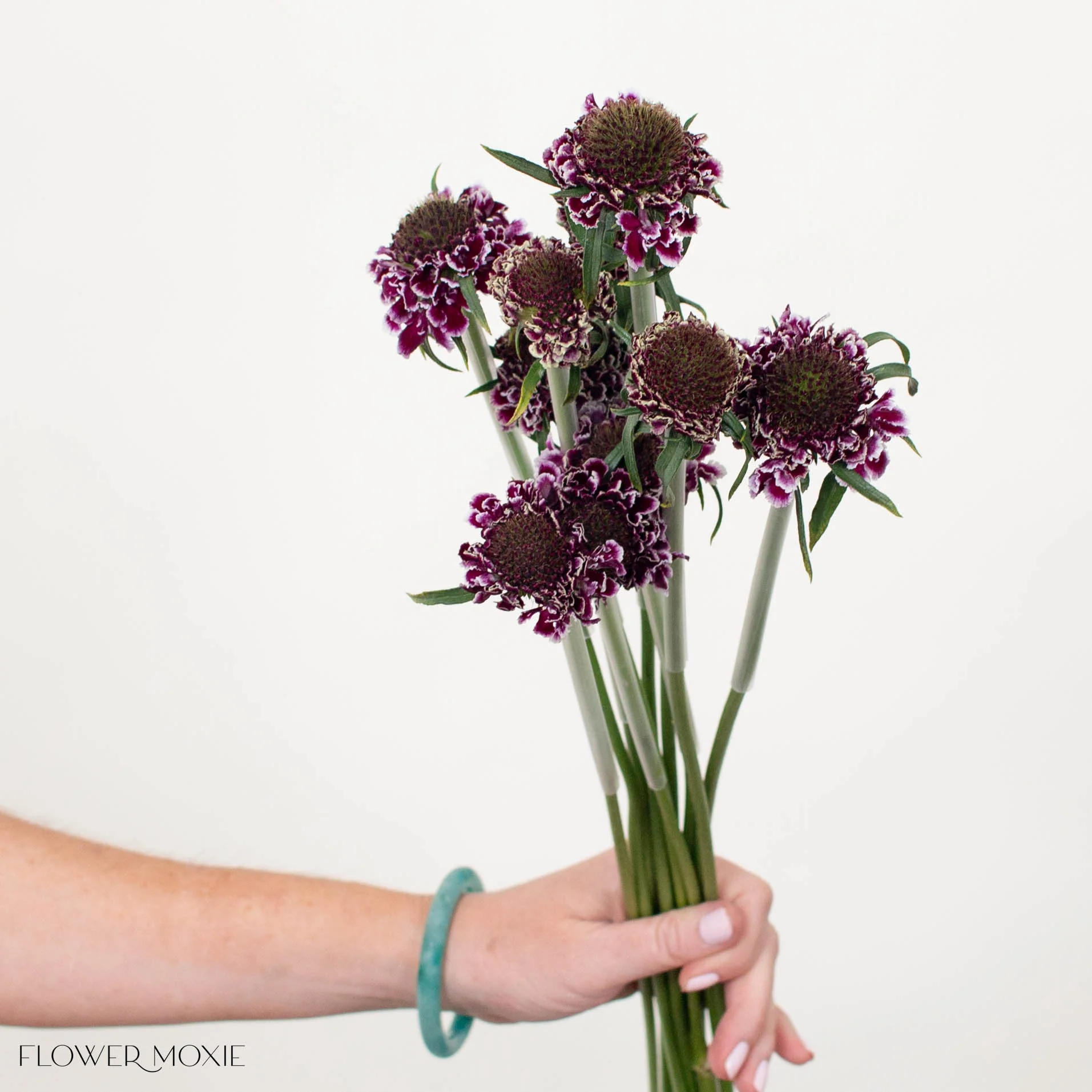 White and Purple Scabiosa Flower - Image 4