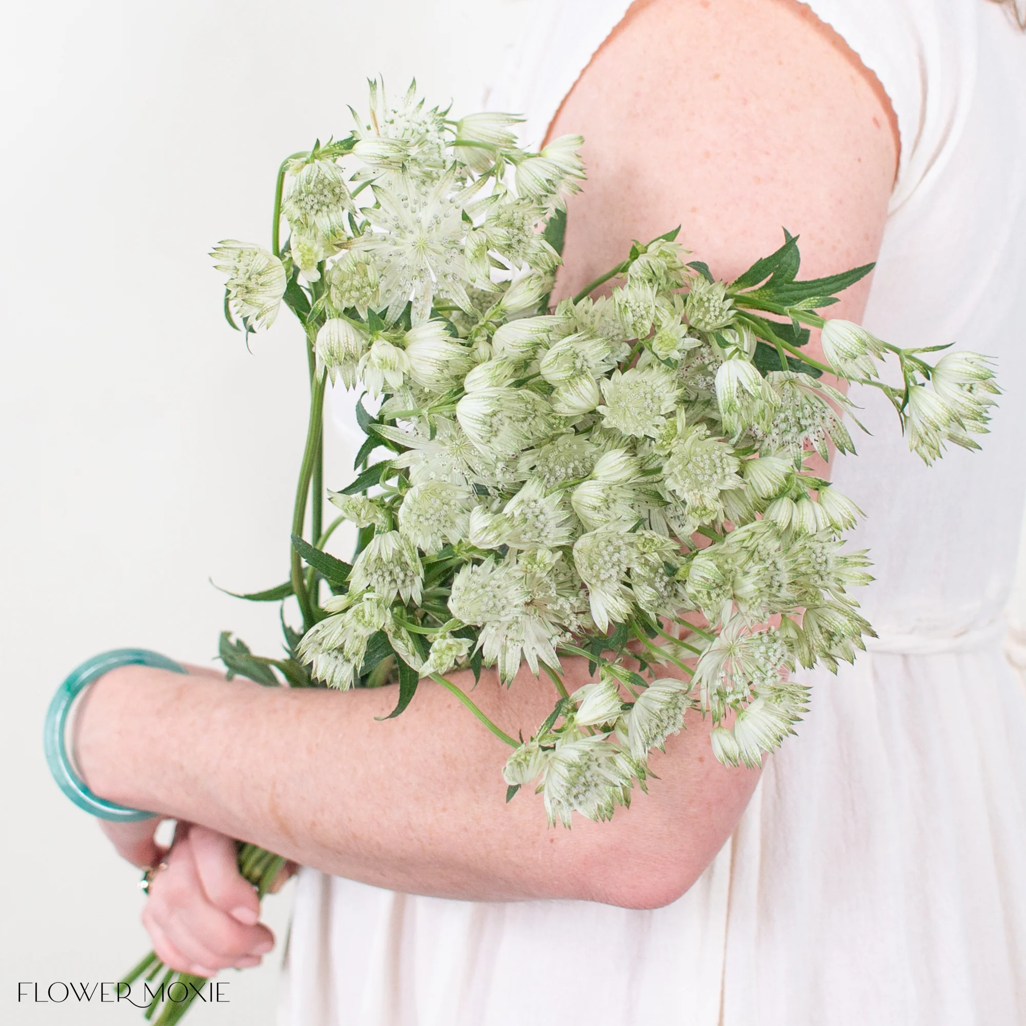 White Astrantia Flower