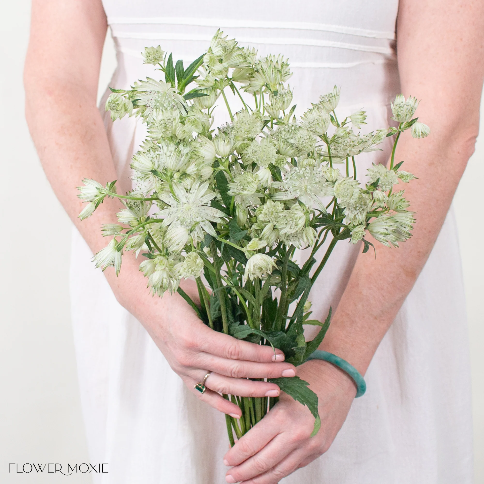 White Astrantia Flower - Image 2