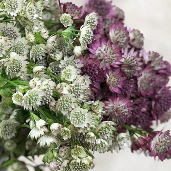 White Astrantia Flower - Image 4