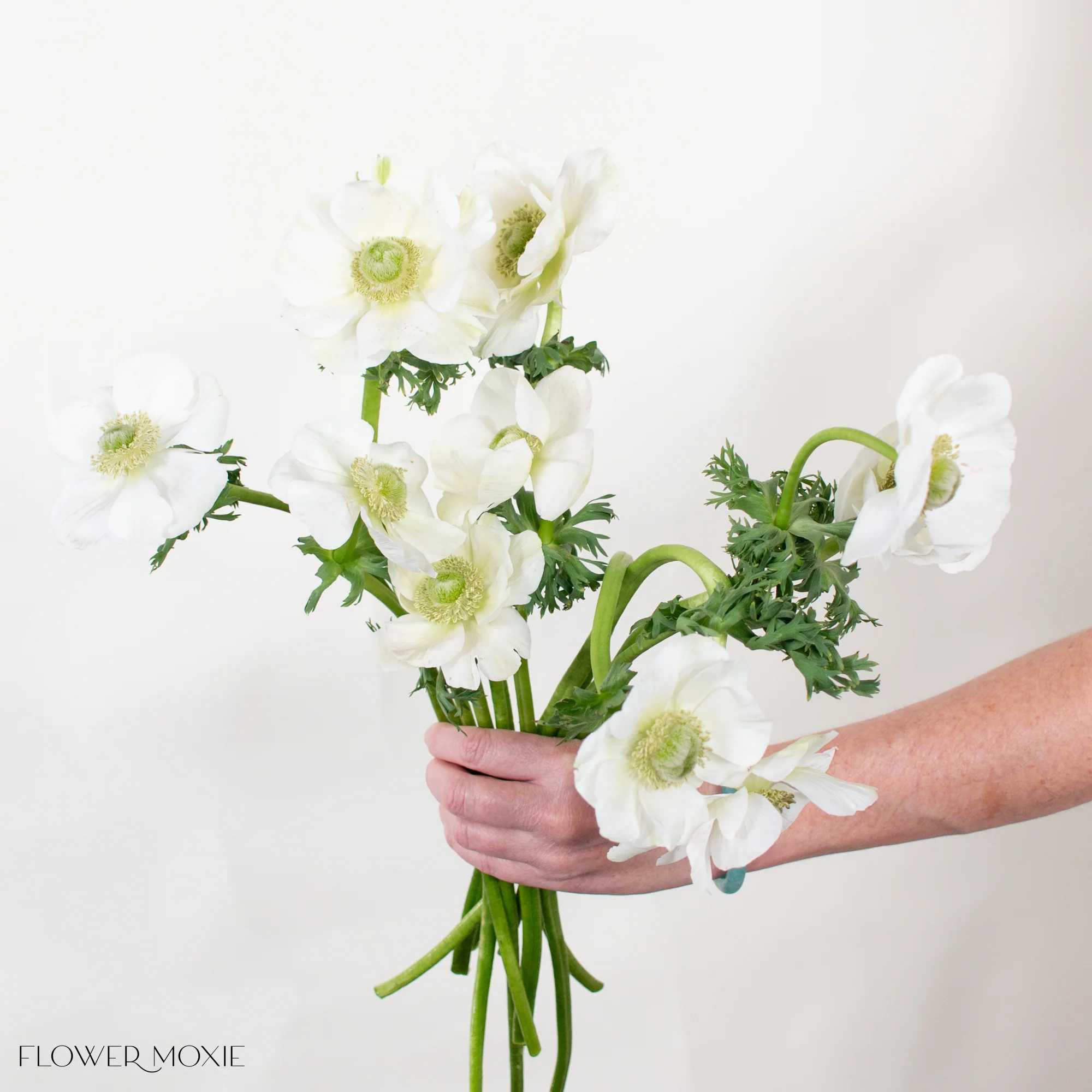 White Bianco Anemone Flower - Image 3