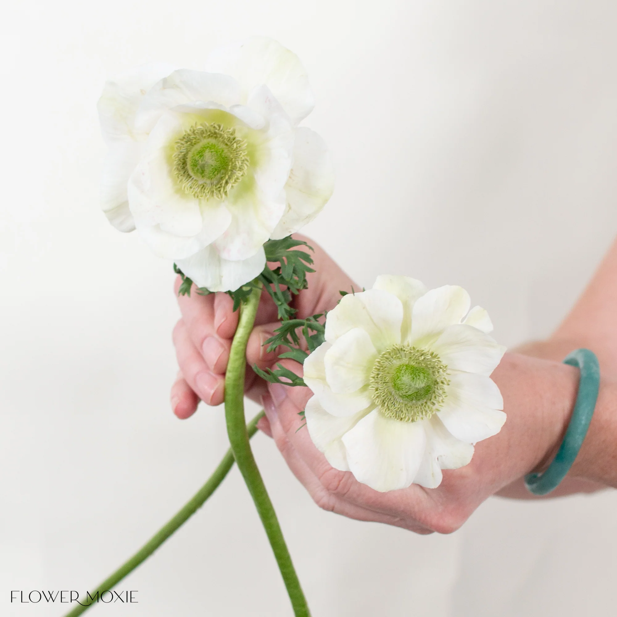 White Bianco Anemone Flower - Image 4