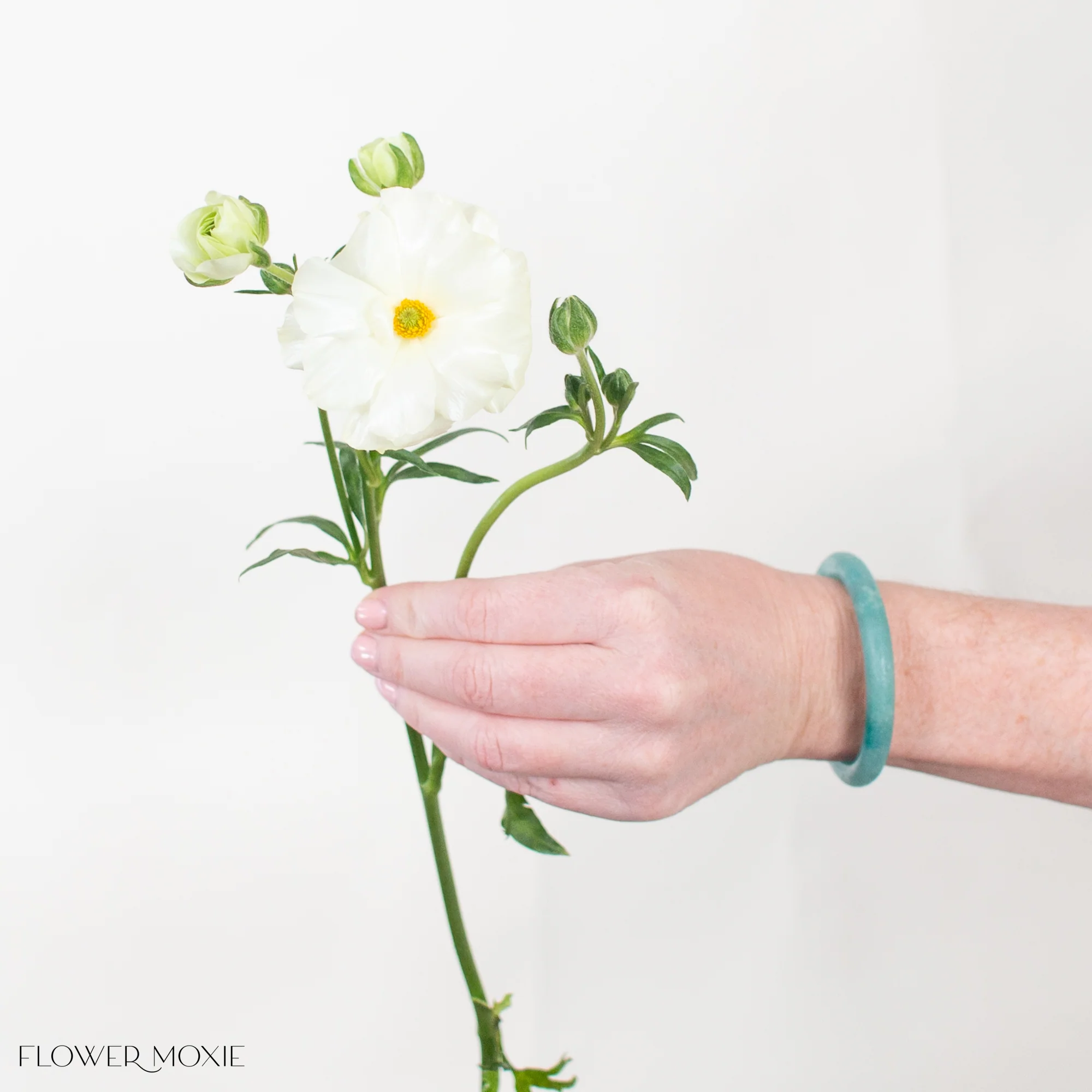 White Butterfly Ranunculus - Image 3
