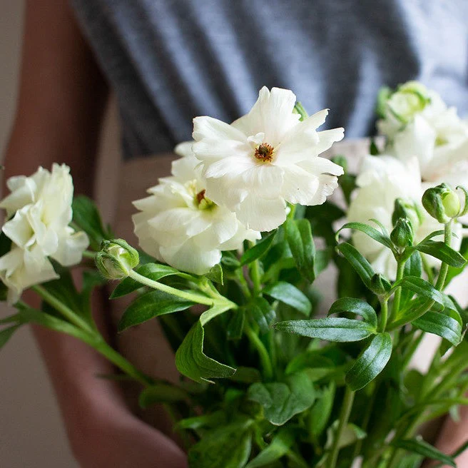 White Butterfly Ranunculus - Image 6