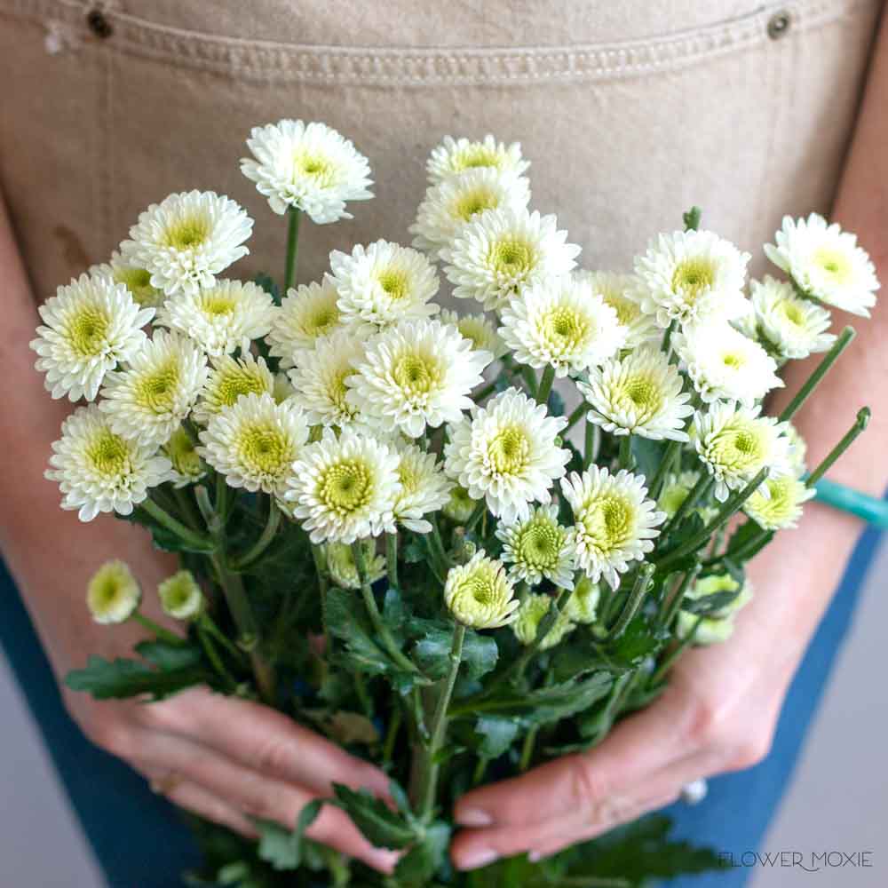 White Button Pom Flower - Image 3