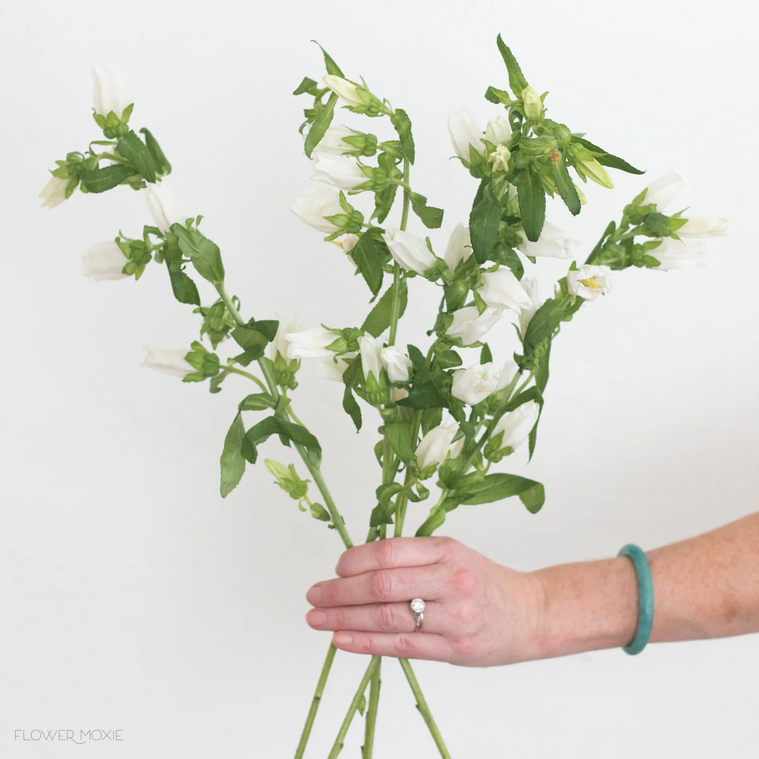 White Campanula Flower - Image 3