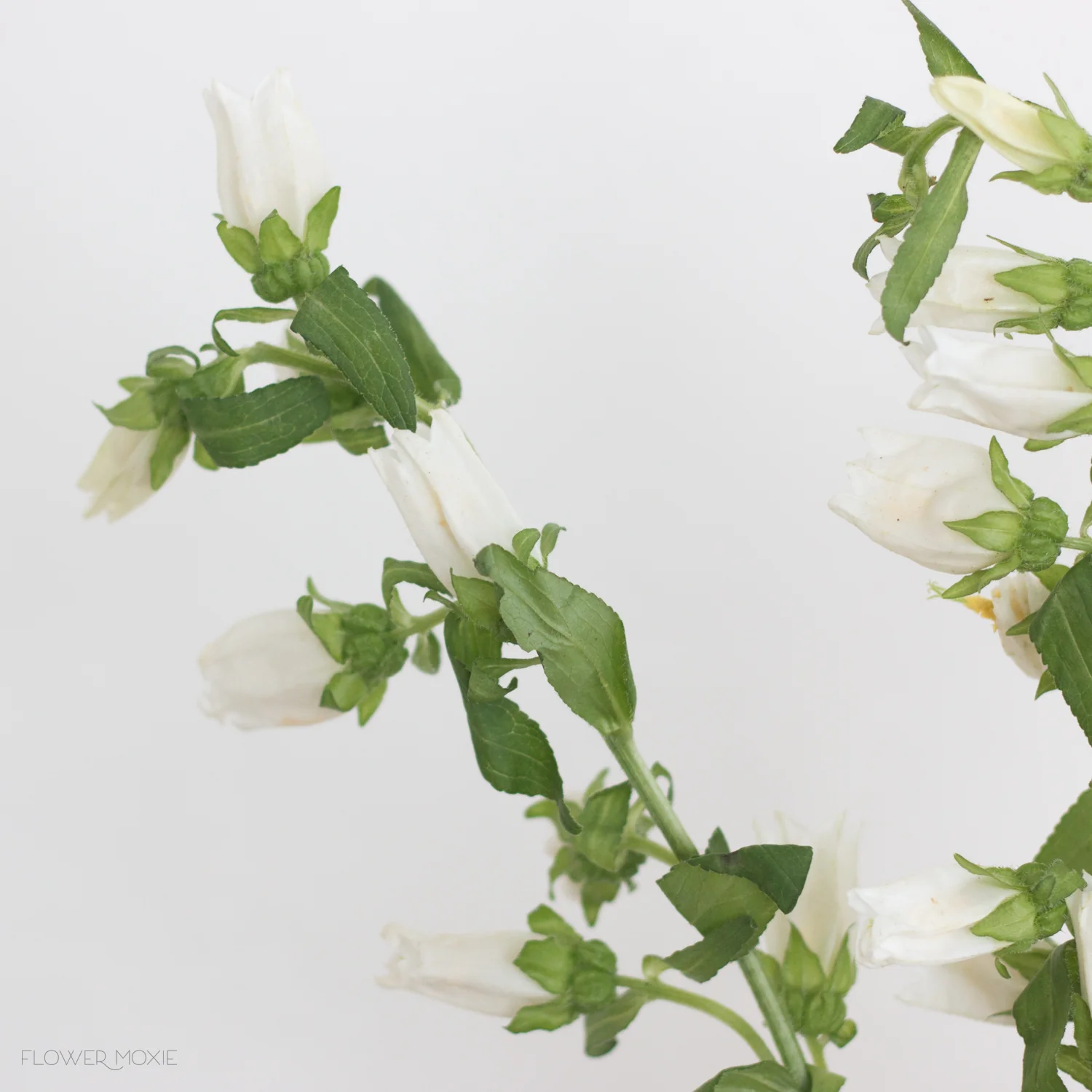 White Campanula Flower - Image 4