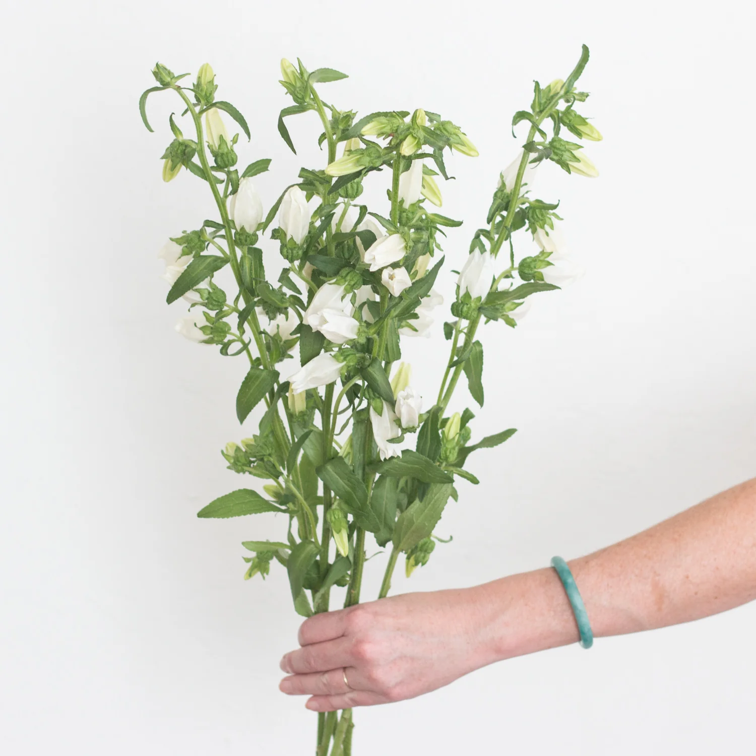 White Campanula Flower - Image 5