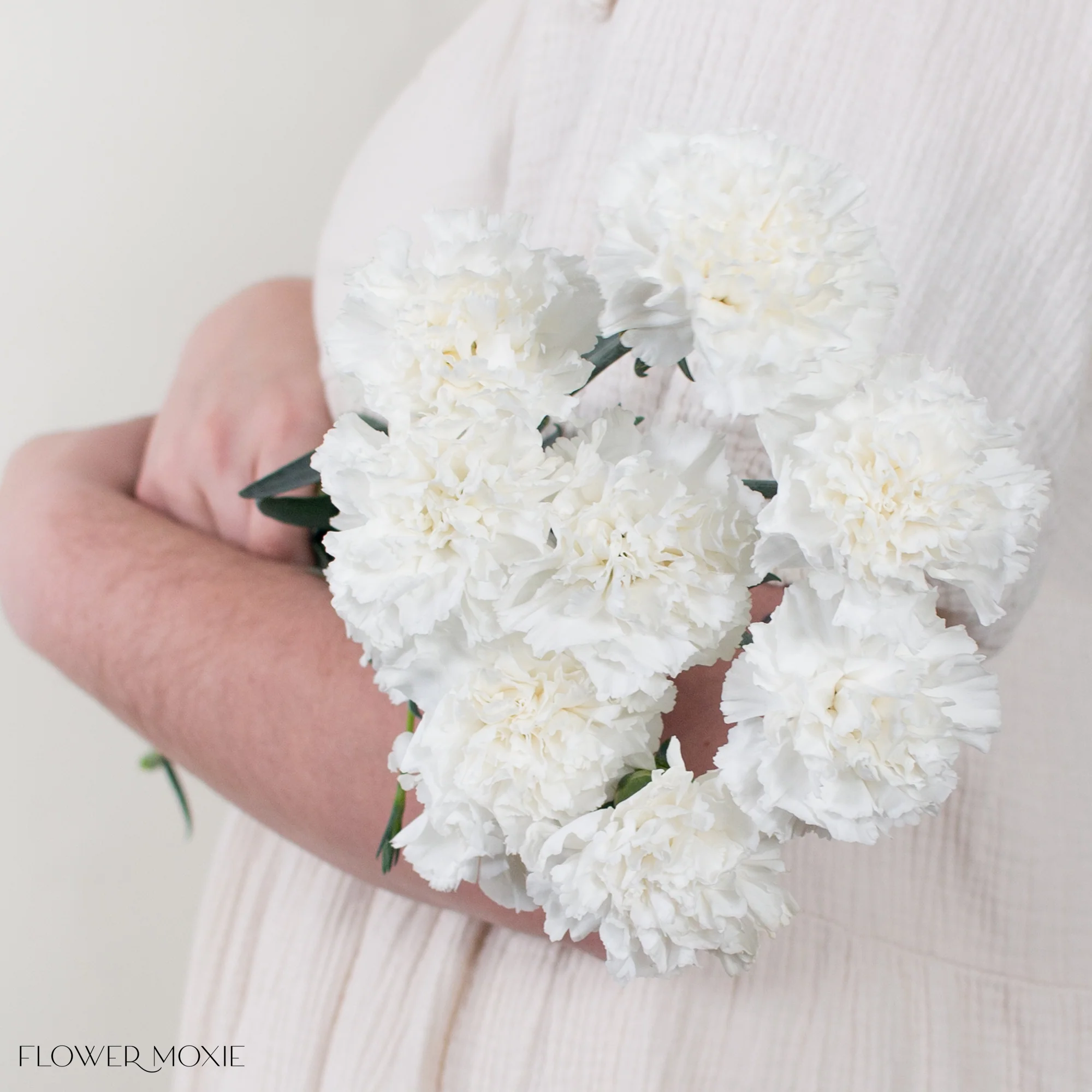 White Carnation Flower - Image 11