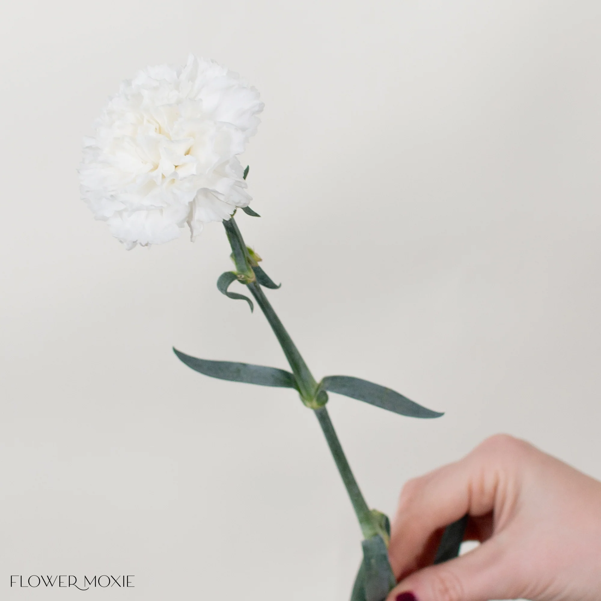 White Carnation Flower - Image 12