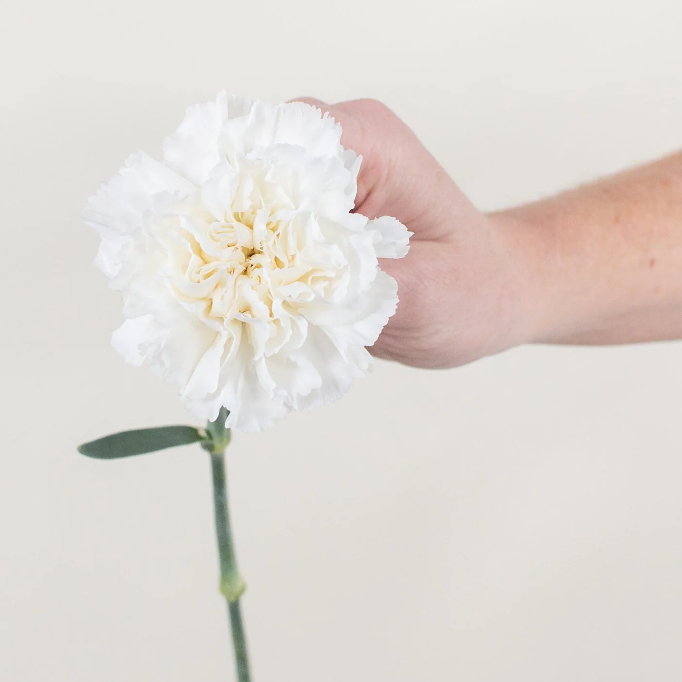 White Carnation Flower - Image 3