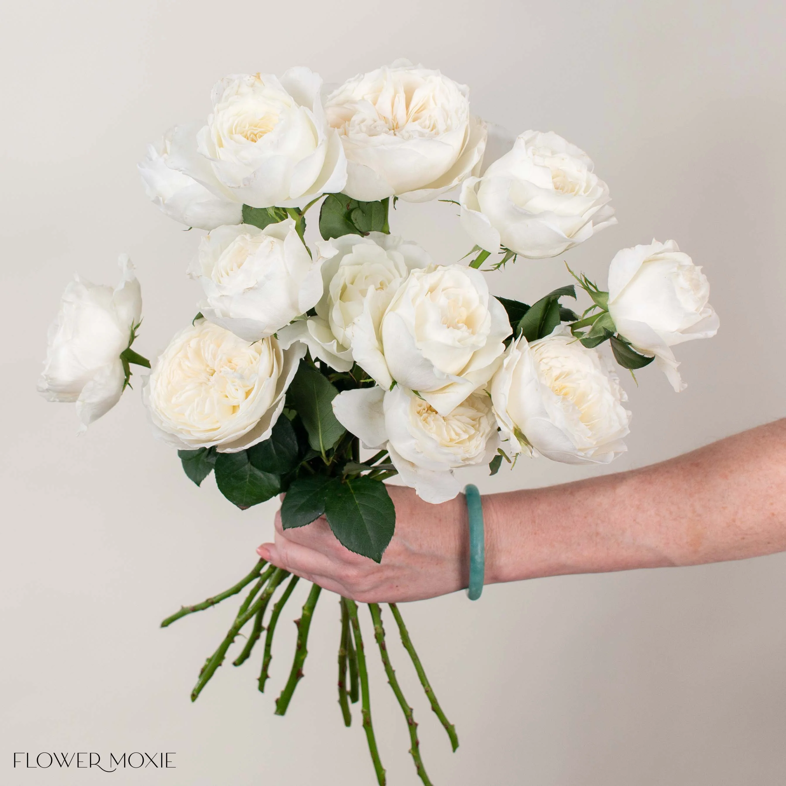 White Cloud Garden Rose - Image 2