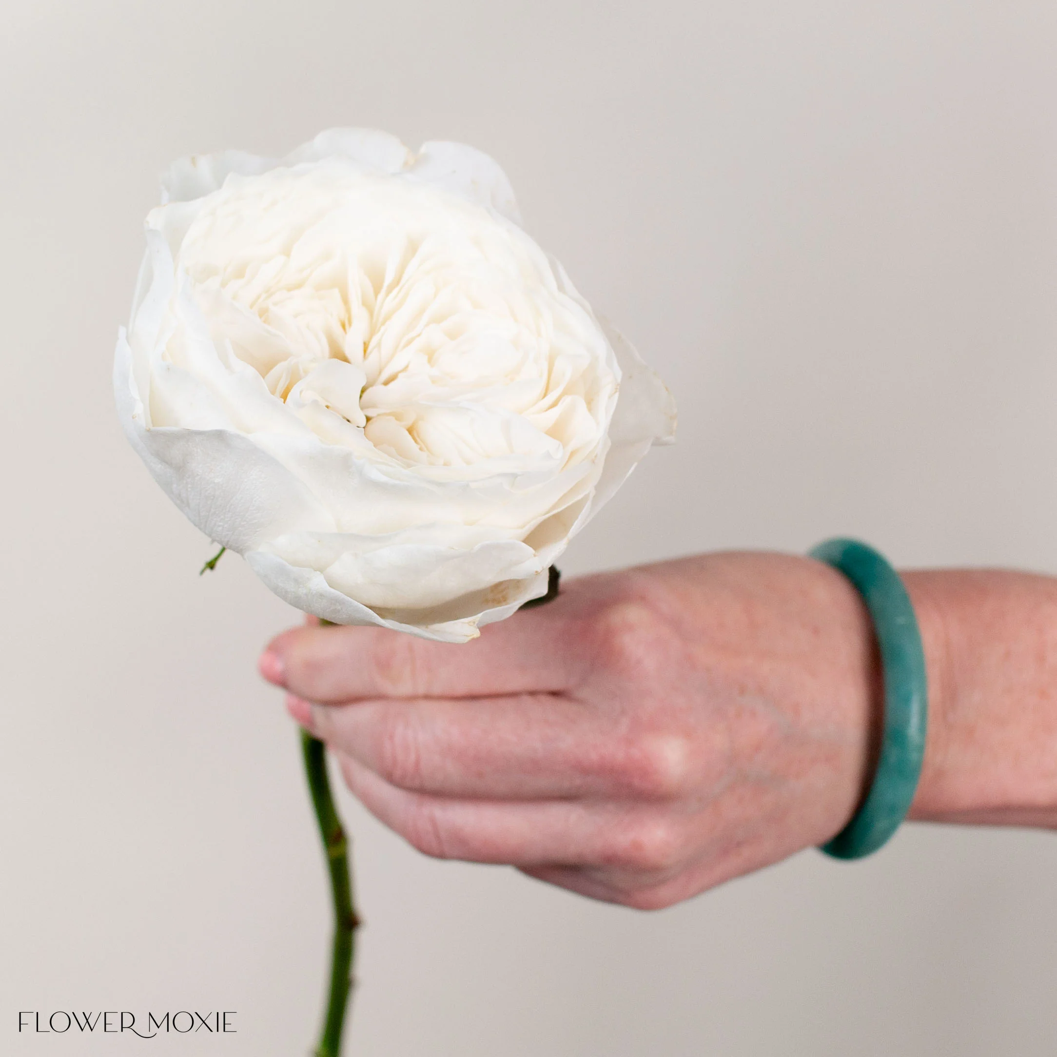 White Cloud Garden Rose - Image 3