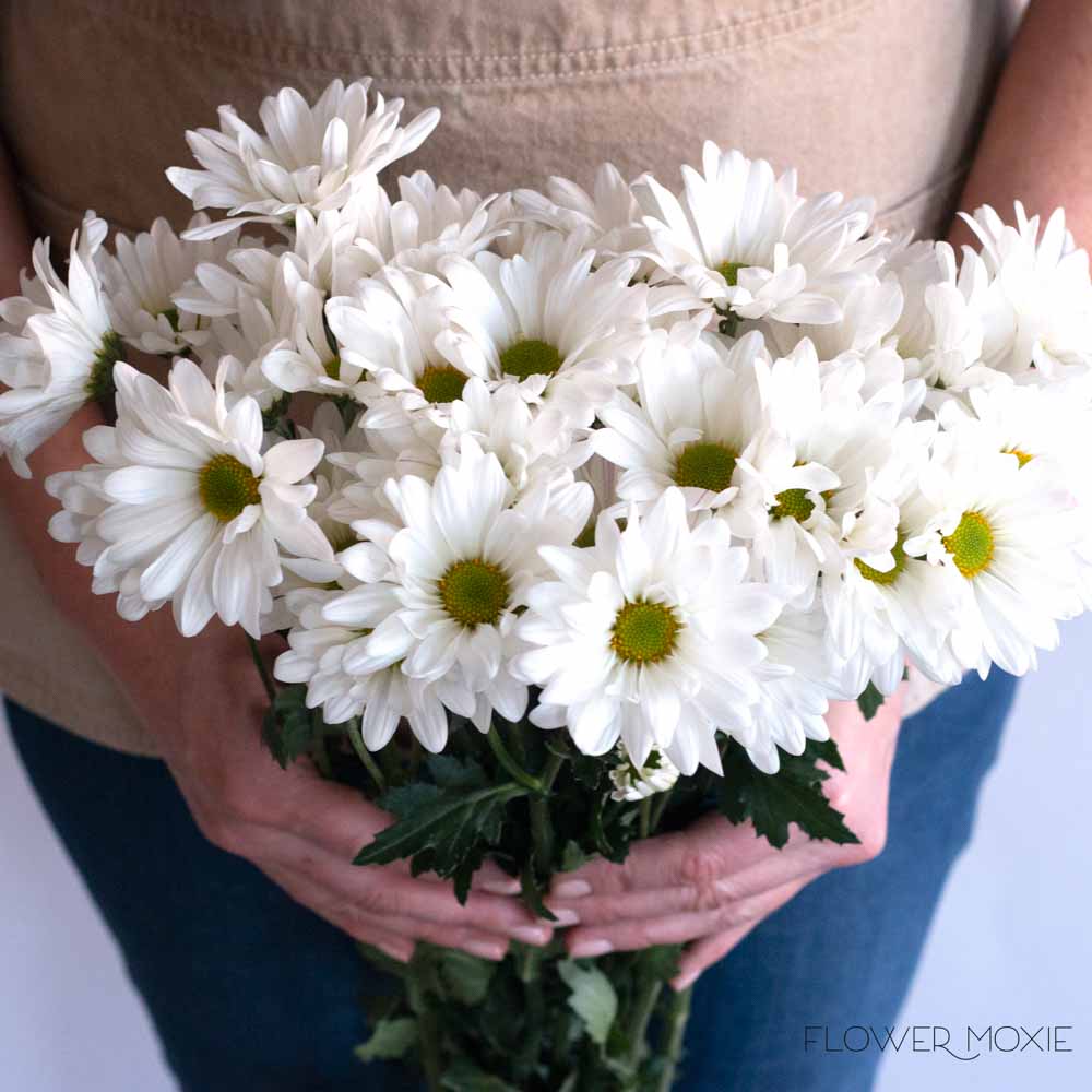 White Daisy Pom Flower - Image 4