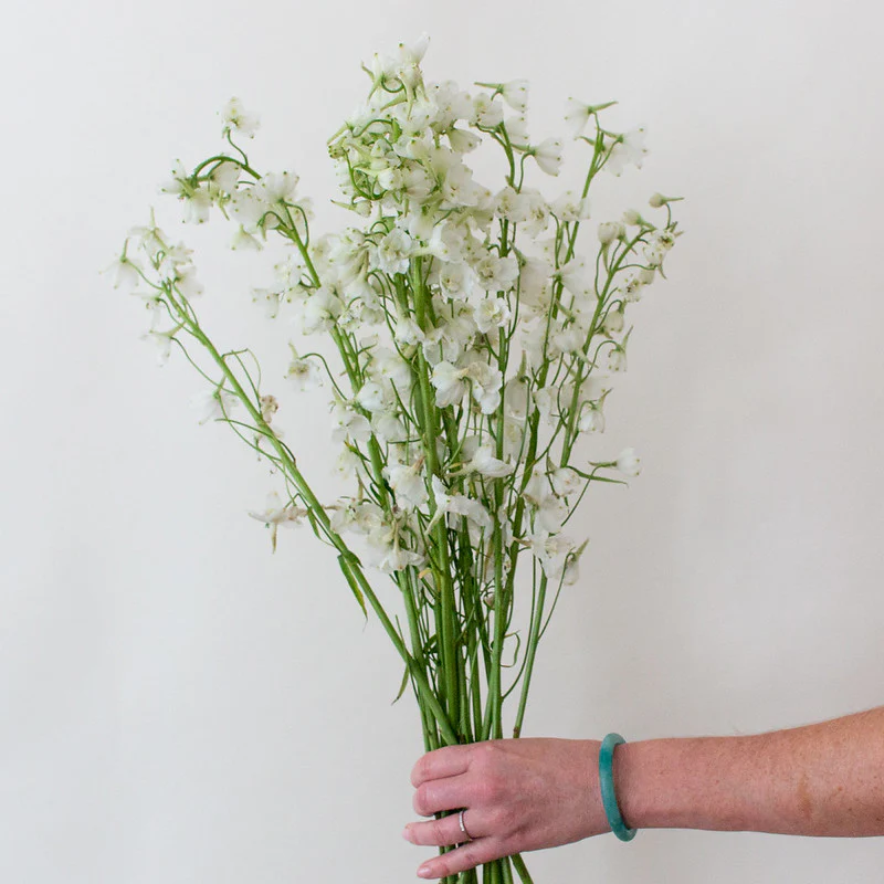 White Delphinium Flower - Image 10