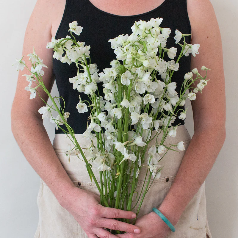 White Delphinium Flower - Image 3