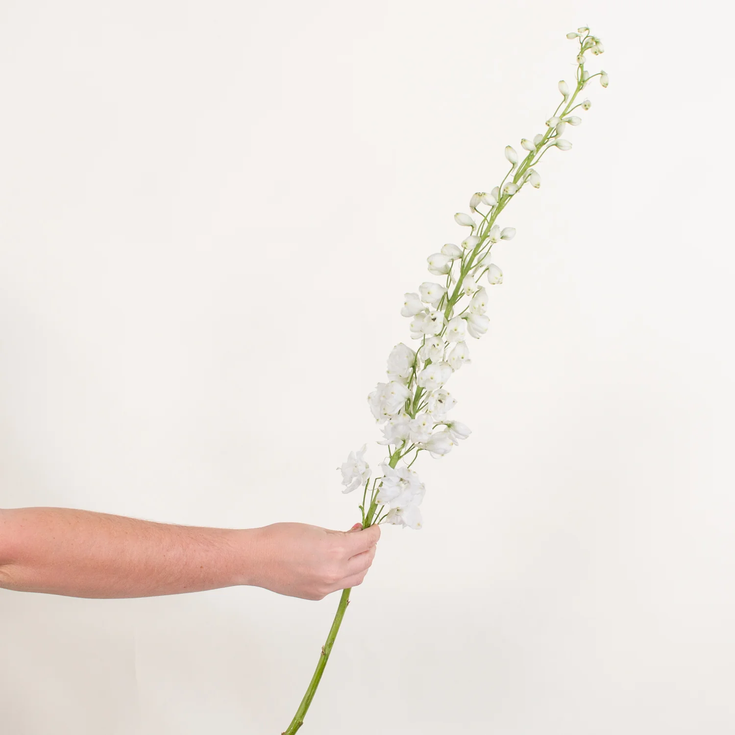 White Delphinium Flower - Image 4