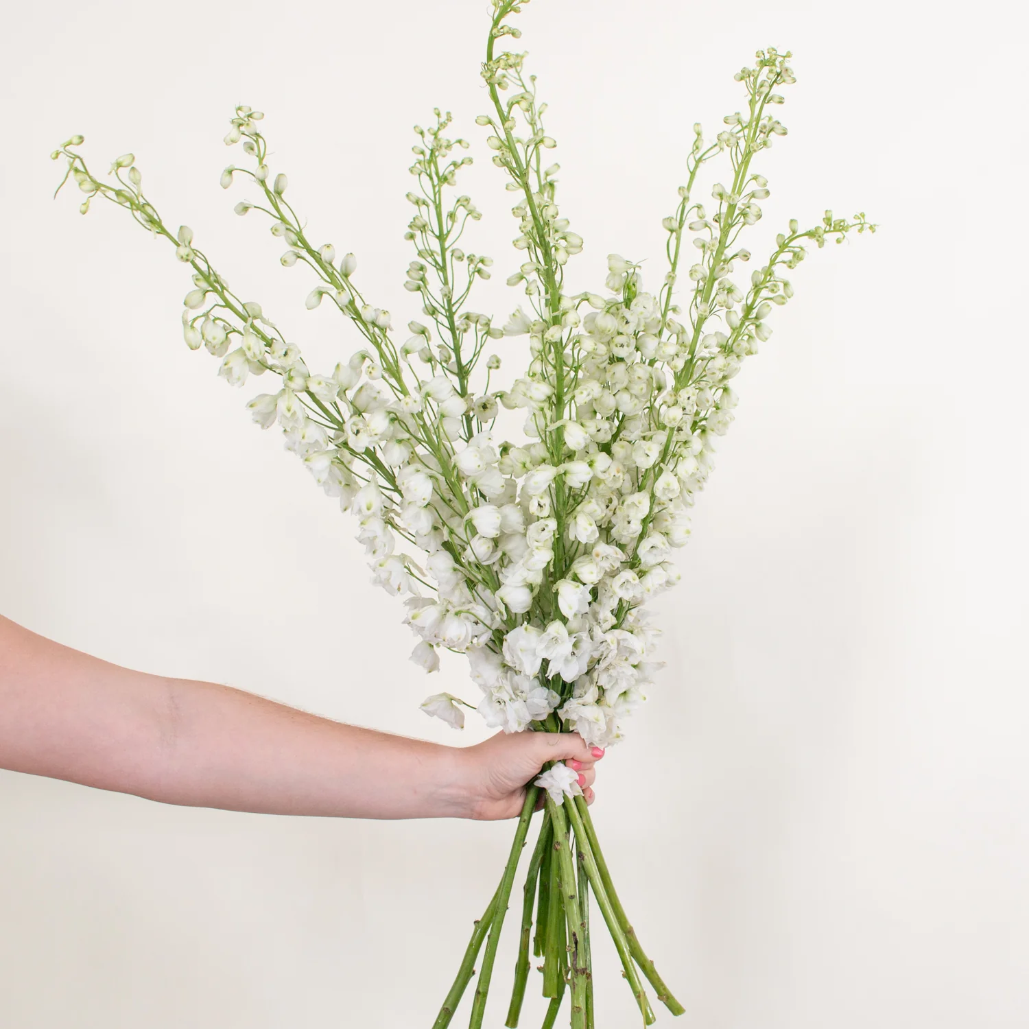 White Delphinium Flower - Image 5