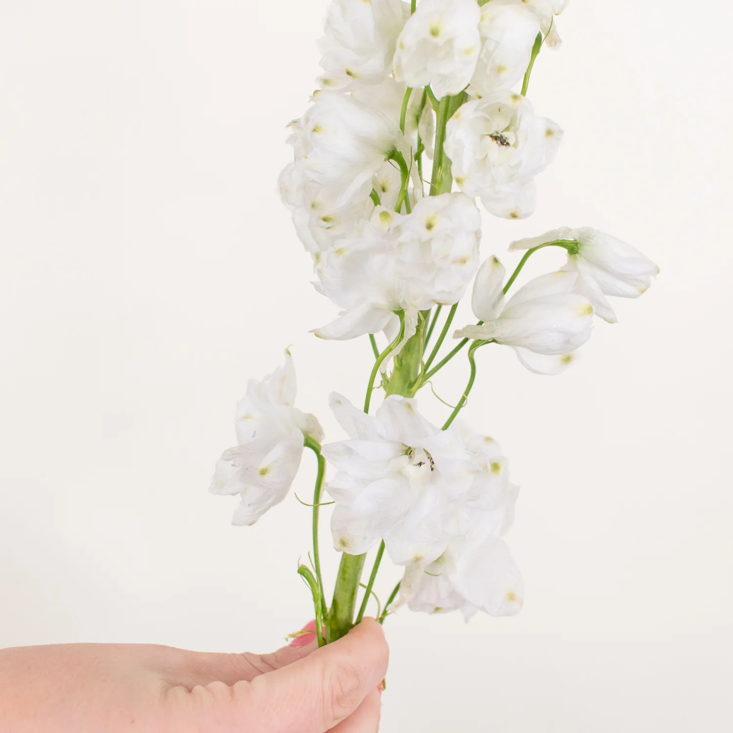 White Delphinium Flower - Image 7