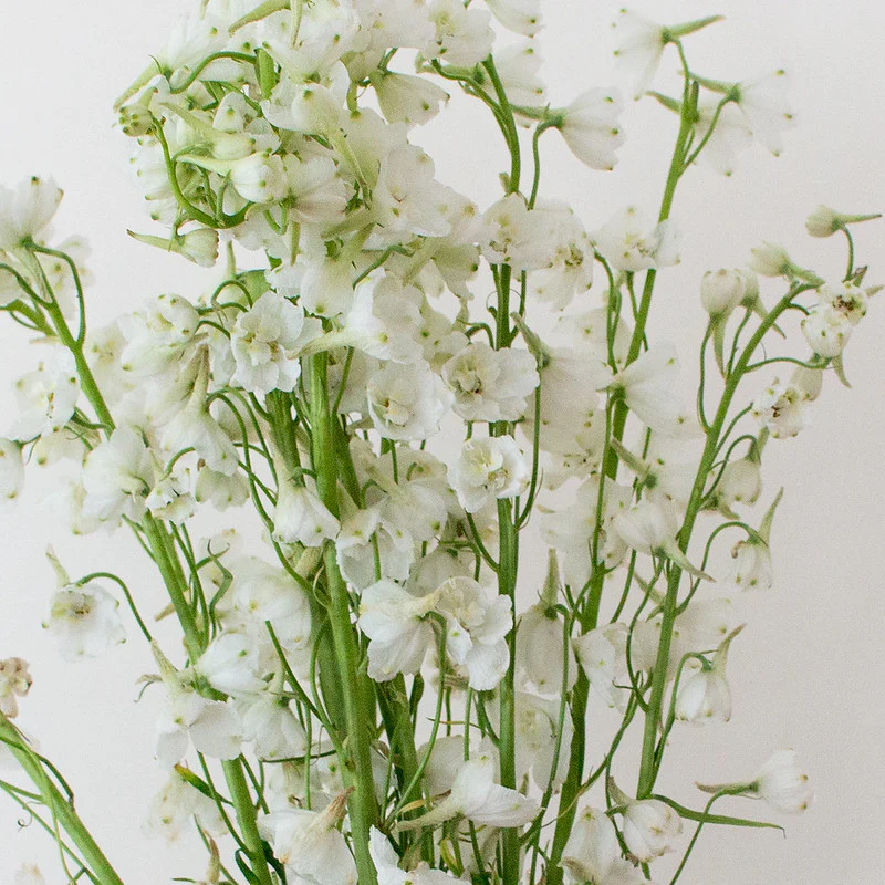 White Delphinium Flower - Image 8