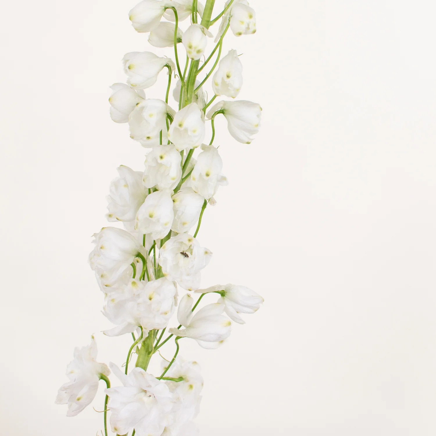 White Delphinium Flower - Image 9