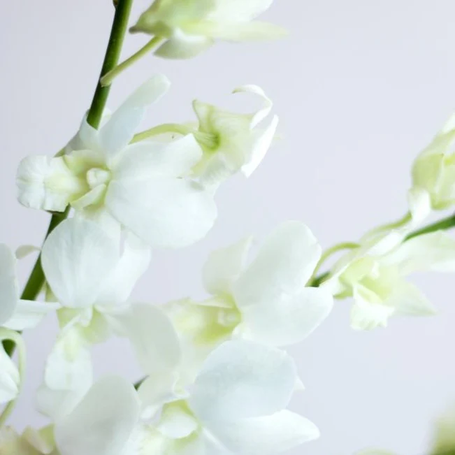 White Dendrobium Orchid Flower - Image 3