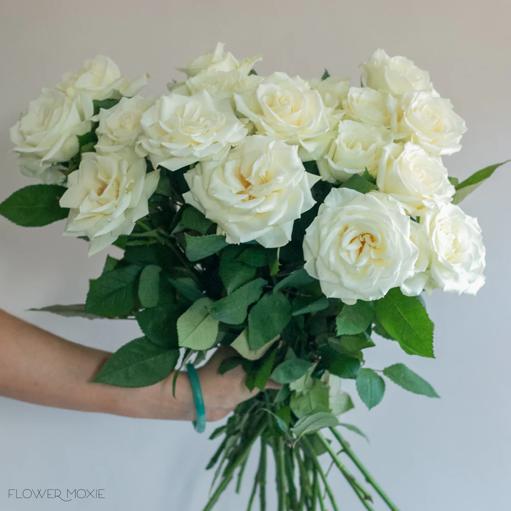 White Rose - Image 5