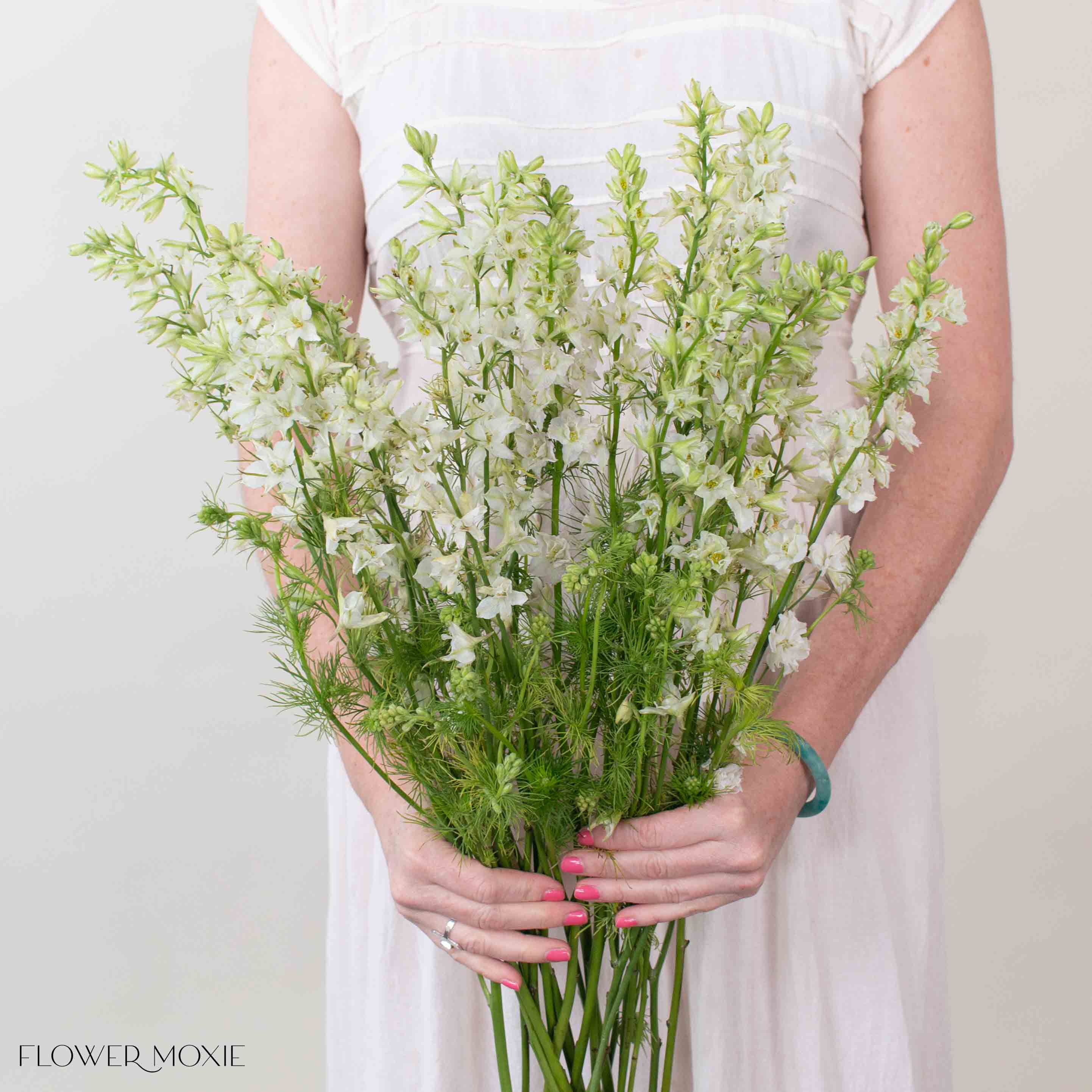 White Larkspur Flower