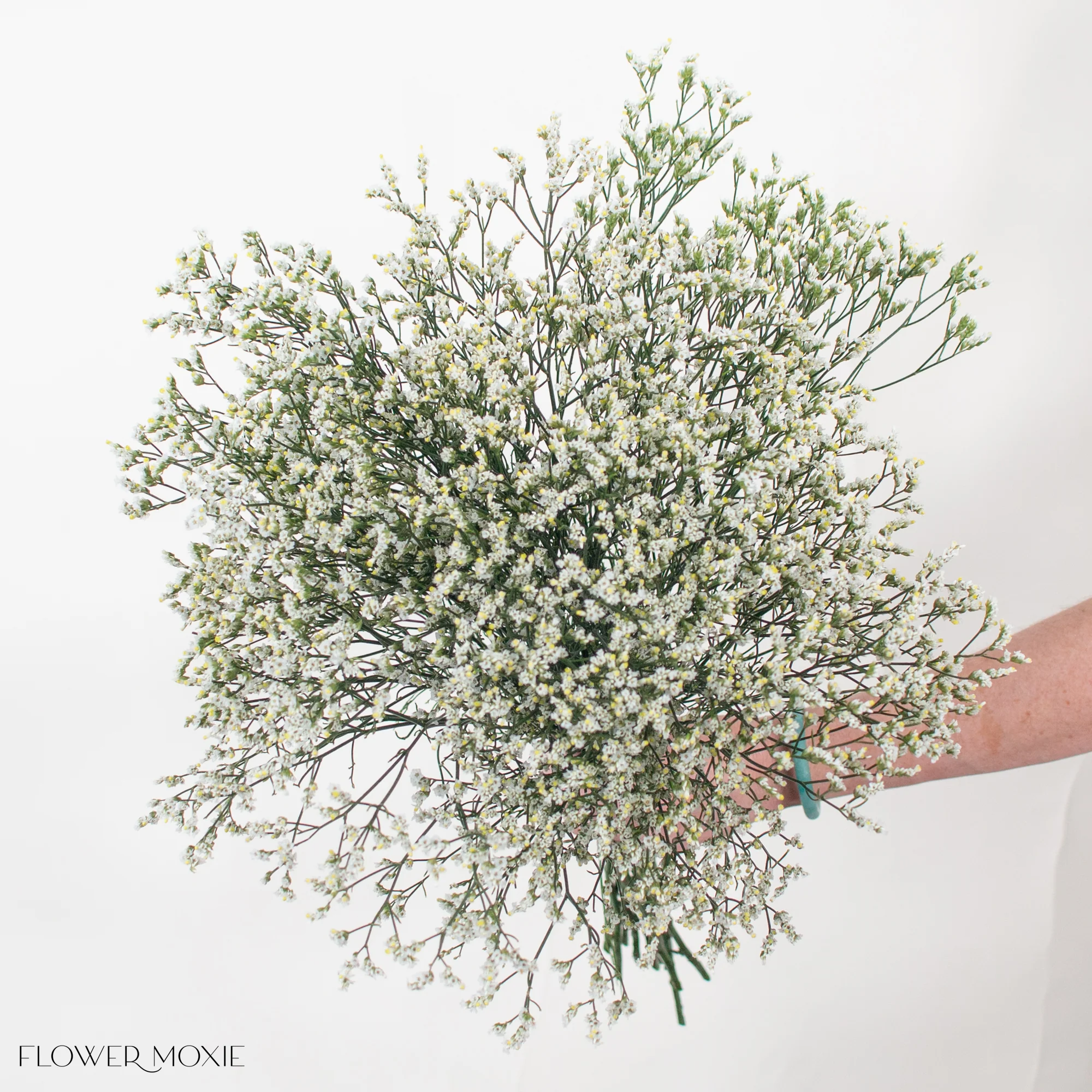 White Limonium Flower - Image 3
