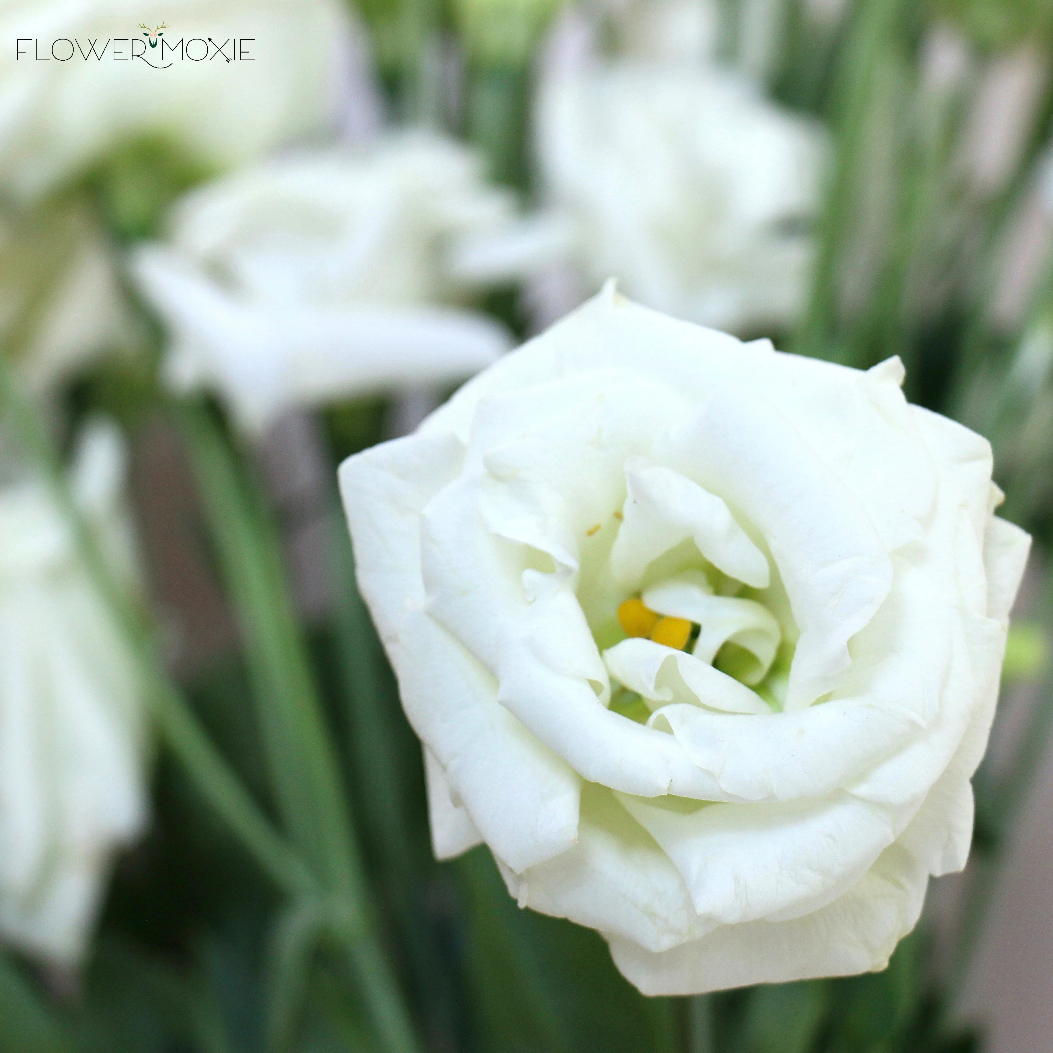 White Lisianthus Flower - Image 6