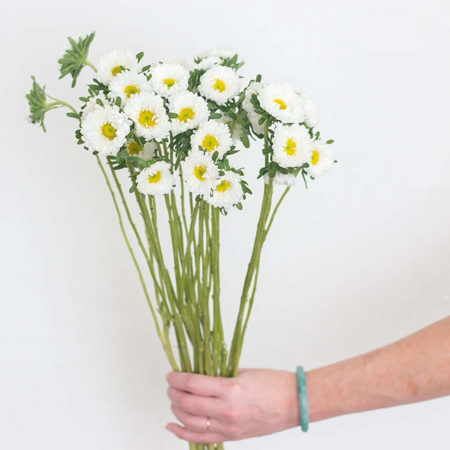 White Matsumoto Aster Flowers - Image 3