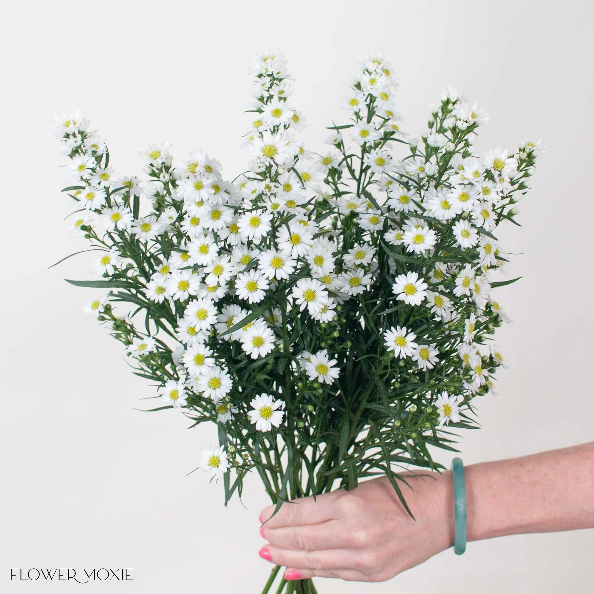 White Meadow Aster Flower - Image 2