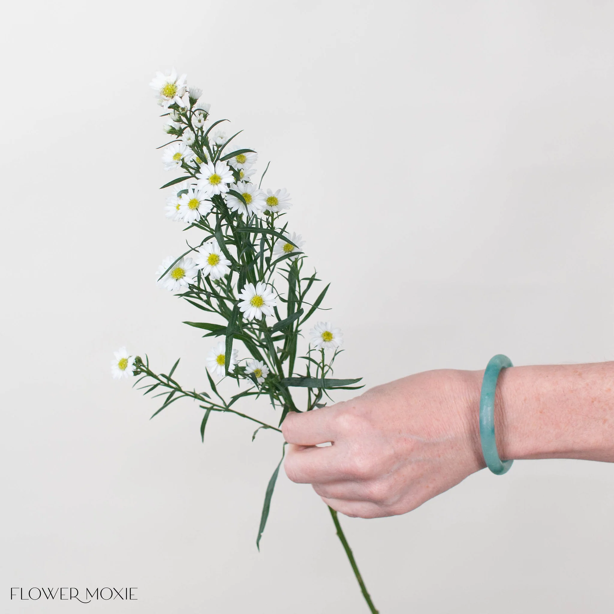 White Meadow Aster Flower - Image 3