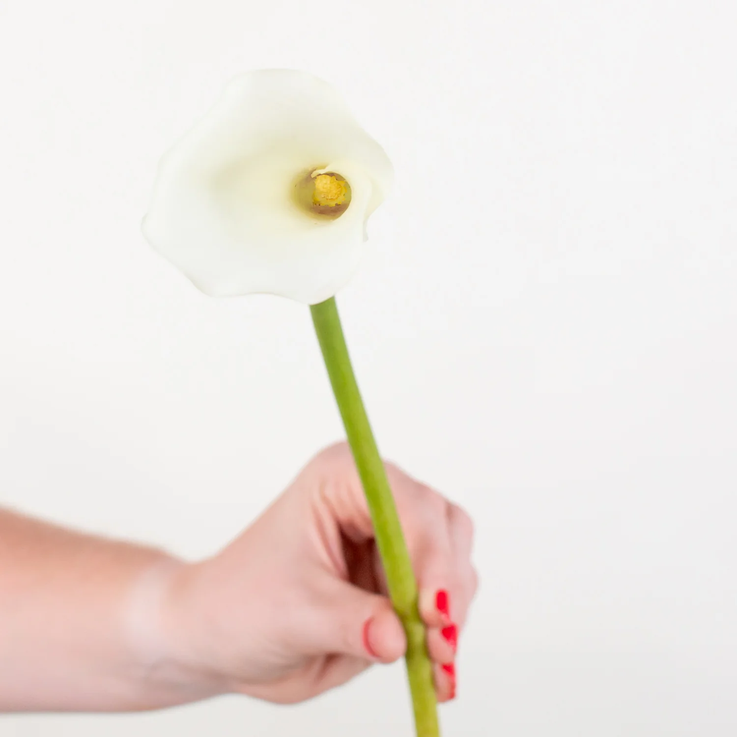 White Mini Calla Lily Flower - Image 3