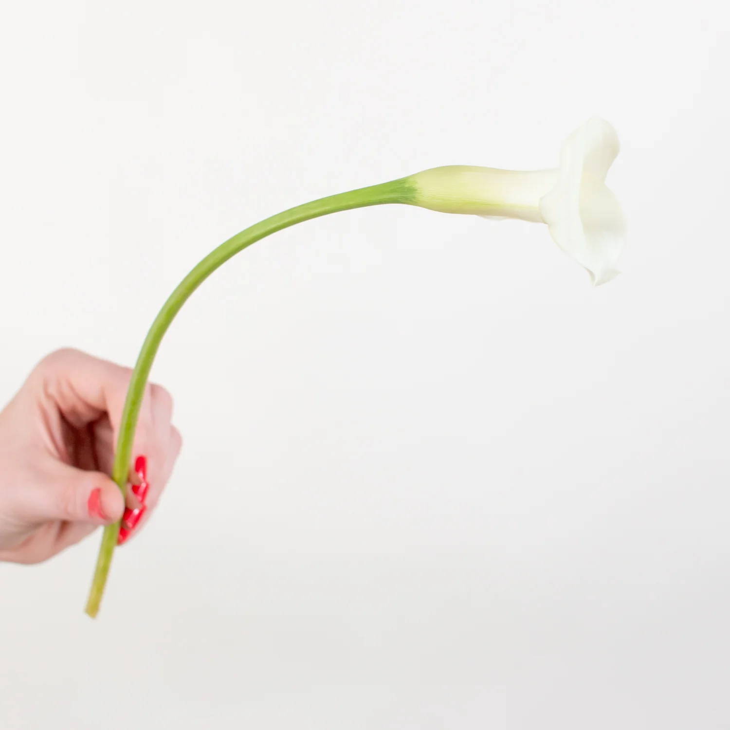 White Mini Calla Lily Flower - Image 4