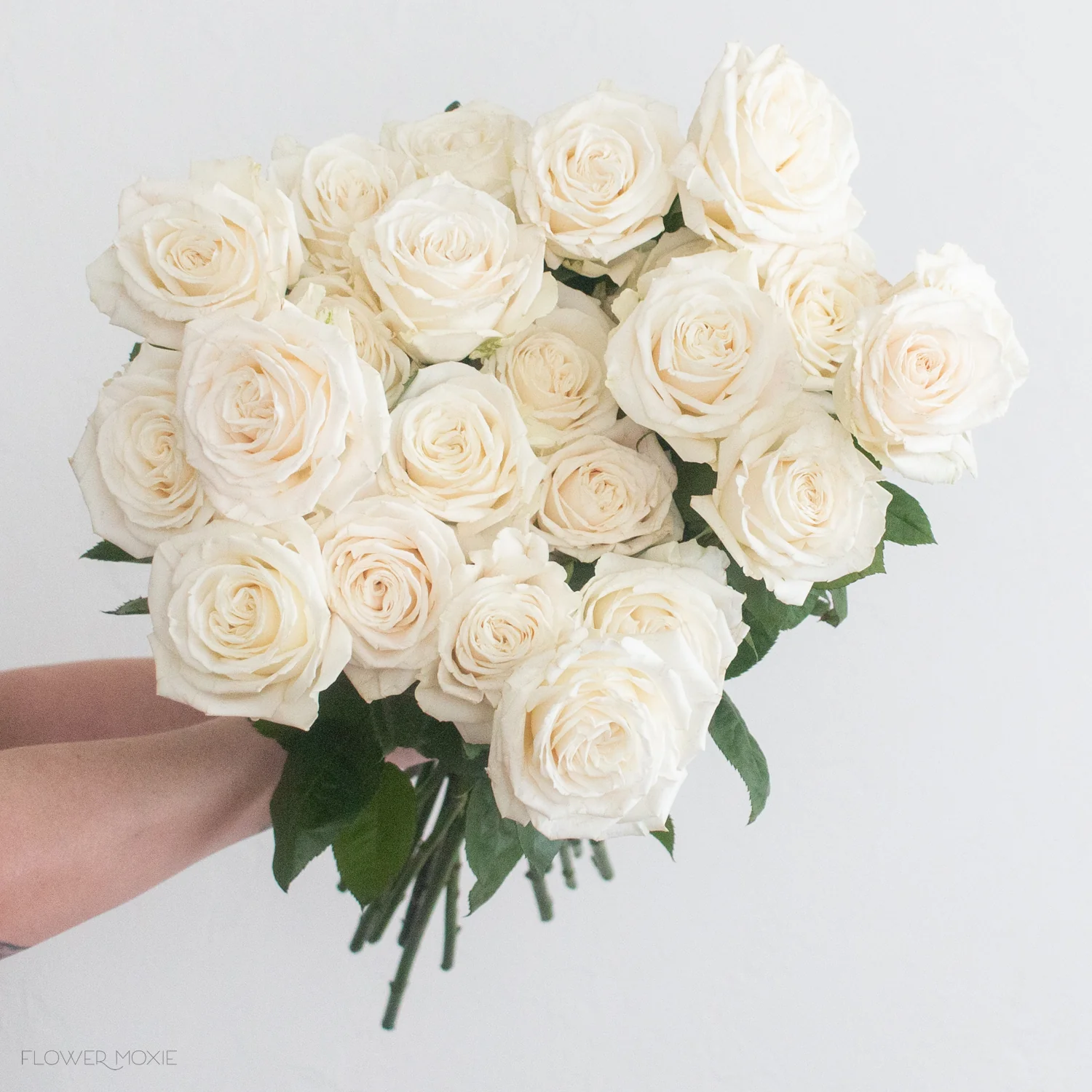 White Playa Blanca Rose